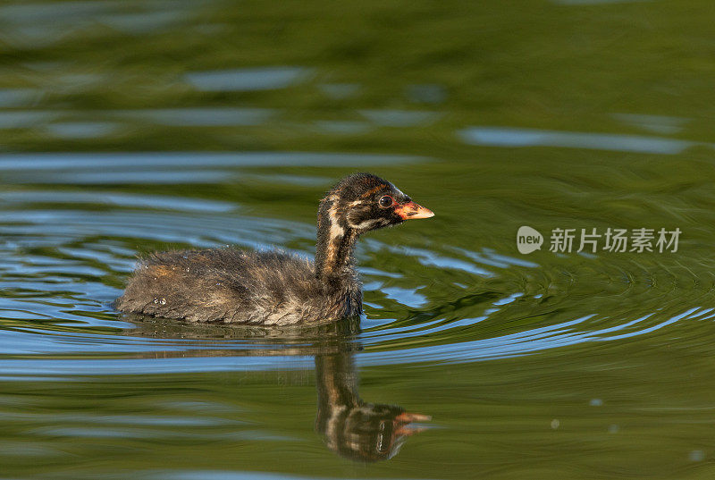 年幼的小灰鼠(学名:Tachybaptus ruficollis)